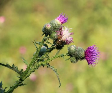 Devedikeni (Carduus acanthoides) yazın vahşi doğada yetişir.