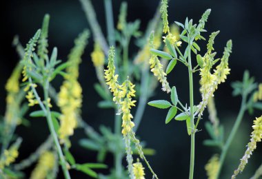 Melilot sarısı, tırtıklı melilot (Melilotus officinalis) yazın vahşi doğada açar.