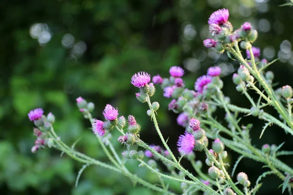 Thistle Carduus Acanthoides Grows Wild Summer — Stock Photo, Image