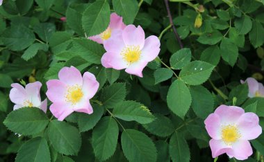 Baharda, yaban gülü filizlenir.