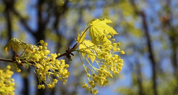 Akçaağaç (Acer platanoides) ilkbaharda doğal olarak çiçek açar