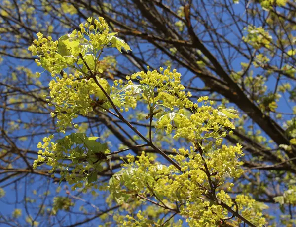 Bordo Acer Platanoides Floresce Primavera Natur — Fotografia de Stock
