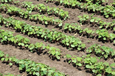 Bir tarlada taze soya fasulyesi fideleri 