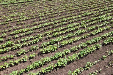 Bir tarlada taze soya fasulyesi fideleri 