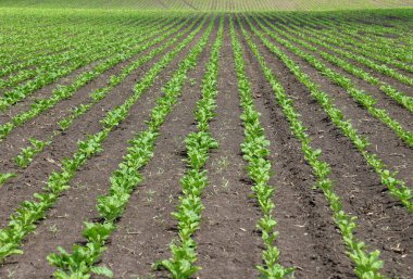 Baharda, çiftçinin tarlasında şeker pancarı büyür.