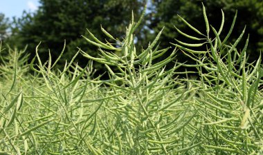 Yazın tarlada olgunlaşan bitkiler kolza tohumunun kış mahsulleri.