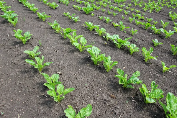 Την Άνοιξη Ζαχαρότευτλα Φυτρώνουν Στο Χωράφι Του Αγρότη — Φωτογραφία Αρχείου