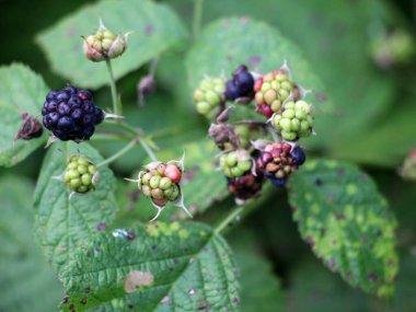 Vahşi doğada, böğürtlenler böğürtlen dalında olgunlaşır (Rubus caesius).