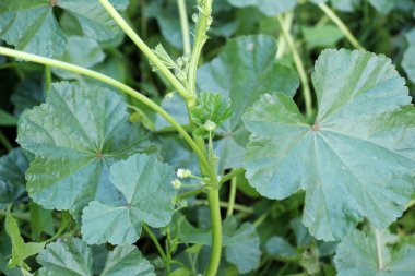 Mallow, Malva pusilla, Malva rotundifolia yazın doğada yetişir.