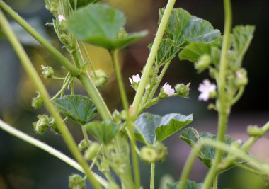 Mallow, Malva pusilla, Malva rotundifolia yazın doğada yetişir.