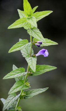 Scutellaria galericulata bitkisi vahşi doğada yetişir.