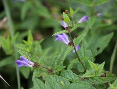 Scutellaria galericulata bitkisi vahşi doğada yetişir.
