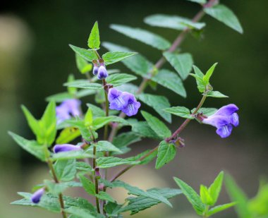 Scutellaria galericulata bitkisi vahşi doğada yetişir.