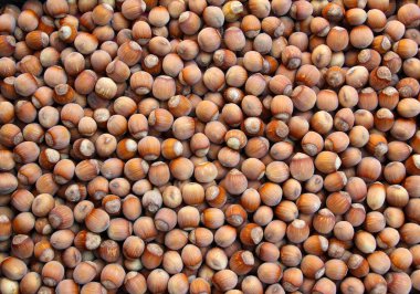 Fındık meyvesi hasadı yığının üzerinde toplanır.