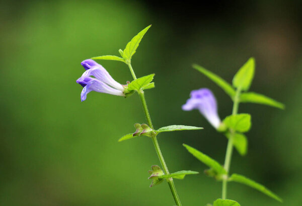 The valuable medicinal plant Scutellaria galericulata grows in the wild