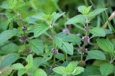 Yazın, doğada nane (Mentha) yetişir.
