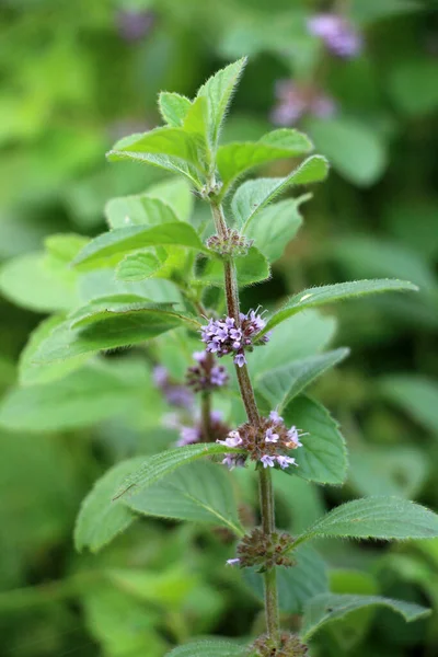 Yazın, doğada nane (Mentha) yetişir.