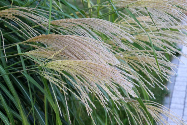 Chinese Miscanthus Miscanthus Sinensis Used Landscaping — Stock Photo, Image