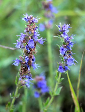 Yazın, hissopus officinalis vahşi doğada yetişir.