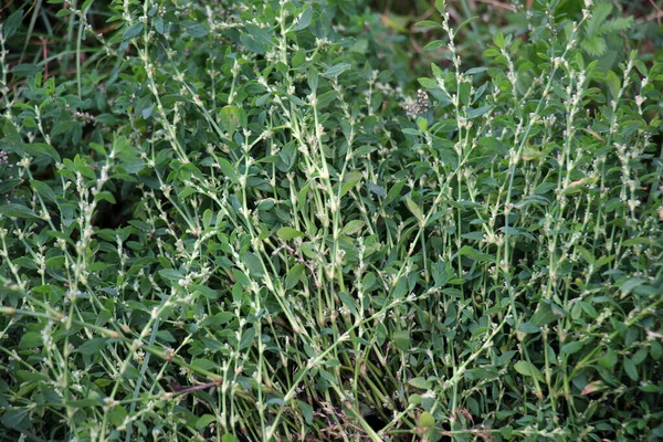 Polygonum Aviculare Grass Grows Wild — Stock Photo, Image