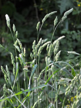 Dactylis glomerata doğada yetişir.