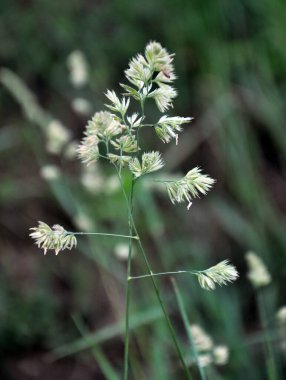 Dactylis glomerata doğada yetişir.