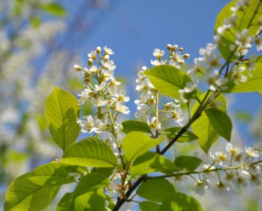 İlkbaharda, kuşkiraz ağacı (Prunus padus) doğal olarak büyür ve çiçek açar.