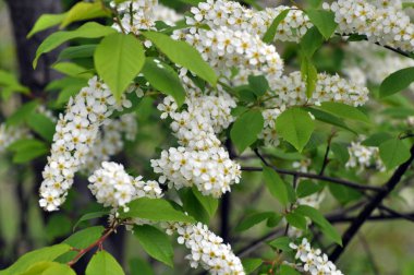 İlkbaharda, kuşkiraz ağacı (Prunus padus) doğal olarak büyür ve çiçek açar.