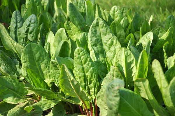 Acetosa Cresce Terreno Organico Aperto Giardino — Foto Stock