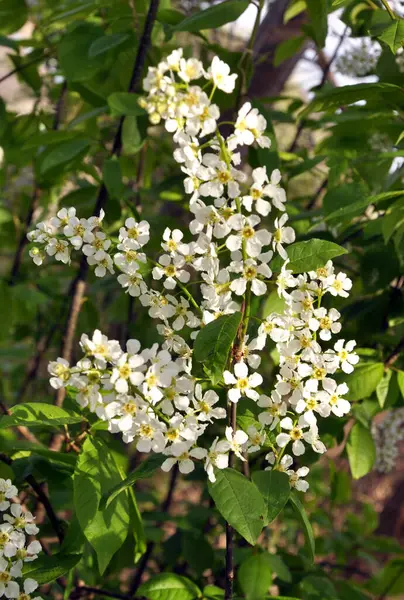 Primavera Árvore Cereja Pássaro Prunus Padus Cresce Floresce Natur — Fotografia de Stock