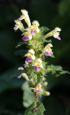 Yaz mevsimi yabani otların arasında, ısırgan otu filizleri Galeopsis Specosa