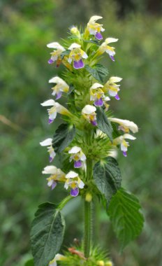Yaz mevsimi yabani otların arasında, ısırgan otu filizleri Galeopsis Specosa
