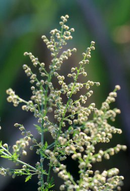 Vahşi doğada yıllık pelin otu (Artemisia annua) yetişir.