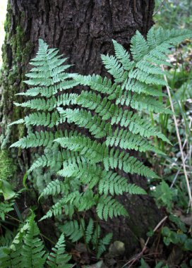 Athyrium filix-femina fern grows in the wild clipart