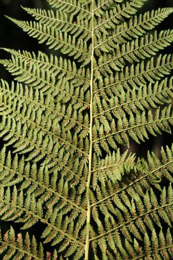 Athyrium filix-femina fern grows in the wild clipart
