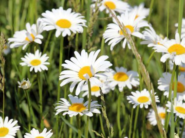 Papatyalar vahşi doğada açar (Leucanthemum vulgare)