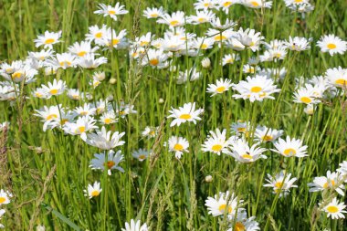 Papatyalar vahşi doğada açar (Leucanthemum vulgare)