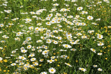 Papatyalar vahşi doğada açar (Leucanthemum vulgare)