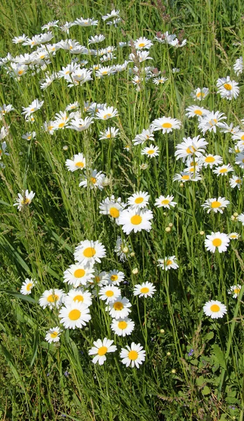 Papatyalar vahşi doğada açar (Leucanthemum vulgare)