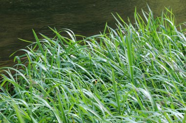 Nehrin kıyısında ve sularda, yem tanecikli gliseria maxima yetişir.