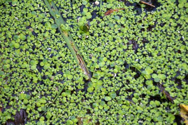 İlaç bitkisi küçük ördek yosunu (Lemna minör) bir su deposunda yetişir.