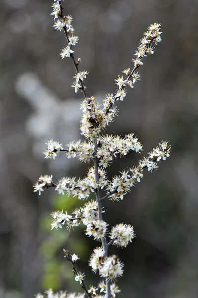 Spring Wild Bush Blackthorn Blooms — Stock Photo, Image