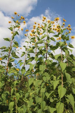 Kudüs enginarı (Helianthus tüberosus) bahçede açık alanda yetişir.