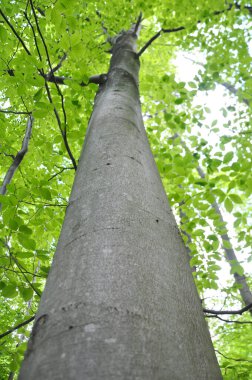 Ormanda değerli kayın ağaçları (Fagus sylvatica) yetişir.
