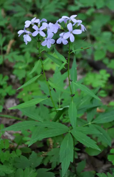 Spring Cardamine Bulbifera Grows Forest Wil — Stock Photo, Image