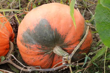 Sonbaharda, çiftlikte olgunlaşan balkabakları