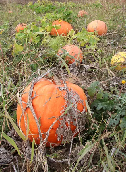 Herbst Reiften Die Kürbisse Auf Dem Feld — Stockfoto