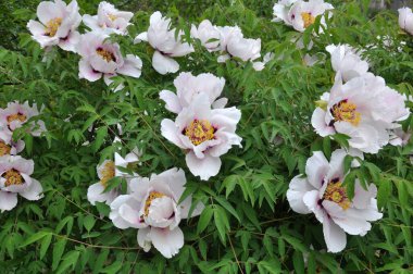 İlkbaharda bahçede çiçek açan şakayık ağacı gibi çiçek açar (Paeonia suffruticosa).