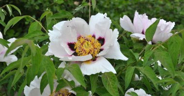 İlkbaharda bahçede çiçek açan şakayık ağacı gibi çiçek açar (Paeonia suffruticosa).
