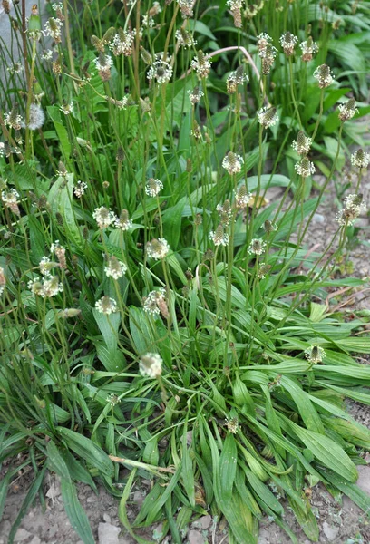 Wild Grows Plantain Lanceolate Plantago Lanceolata — стоковое фото